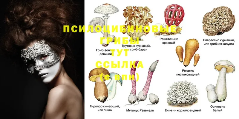 blacksprut рабочий сайт  Малая Вишера  Псилоцибиновые грибы MAGIC MUSHROOMS 